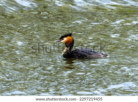 Great crested grebe in breeding plumage, crest lifting, swimming alone in the blue water with lovely natural reflection