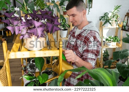 Man waters home plants from her collection of rare species from a watering can, grown with love on shelves in the interior of the house. Home plant growing, green house, water balance Royalty-Free Stock Photo #2297222325