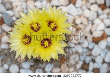 Quadruple yellow flowers of Hamato cactus while blooming. Inside the part of the flower that has petals are the parts which produce pollen and seeds. Royalty-Free Stock Photo #2297222777