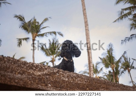 Cute black curly poodle dog under palm trees on a summer evening outdoors. Walking with naughty doggy together. Film grain texture. 