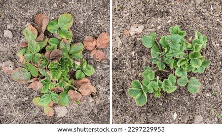 Strawberry bed clean up in Spring, collage. Old dry brown leaves with spots before removal. Green young Strawberry bush after dead leaves cut out, old foliage prune. Royalty-Free Stock Photo #2297229953