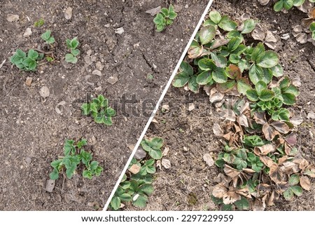 Strawberry bed clean up in Spring, collage. Old dry ill brown leaves with spots before removal. Green young Strawberry bush after dead leaves cut out, old foliage prune. Royalty-Free Stock Photo #2297229959