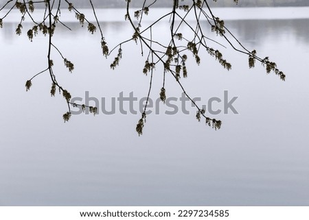 Wet branches of the blooming ash-leaved maple with inflorescences of tiny flowers, hanging down above the calm water of lake in overcast spring morning

