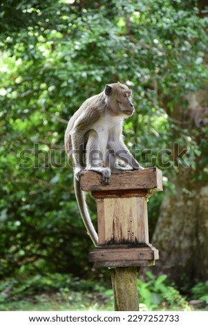 Monkey pictures and images—different species captured in a variety of high-quality shots. Monkey, Mandala, Artwork, Art, Clip Art