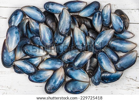 Seashells collections on white wood background. Mussels shells, beach decoration still life.