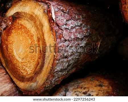 Nice photo of a close-up of the texture of a cut tree trunk