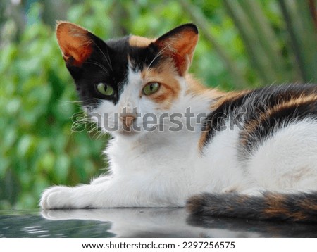 Calico cat or tricolor cat face in the detail shot. This tortoiseshell cat has three colors: white, black, and orange.  Royalty-Free Stock Photo #2297256575