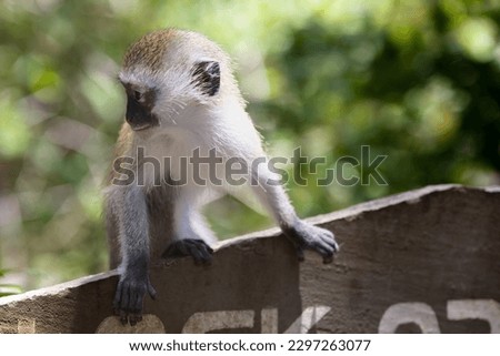 A close-up portrait of a young vervet monkey perched on a wooden sign in the garden of a hotel in Kenya, looking curious and alert