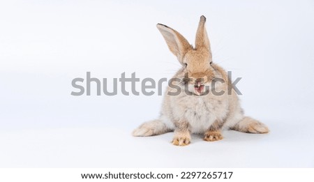 Easter bunny rabbit open mouth teeth yawning shouting sitting playful over isolated white background. Healthy little rabbit brown bunny chubby mammal curiosity, open mouth screaming looking copy space