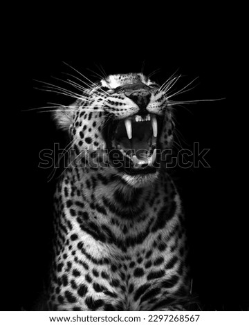 A vertical greyscale shot of a Sri Lankan leopard roaring in the darkness