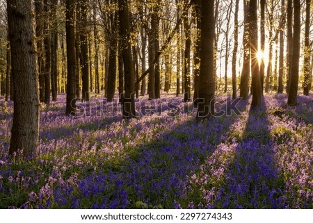 Bluebells in the woods at sunset Royalty-Free Stock Photo #2297274343