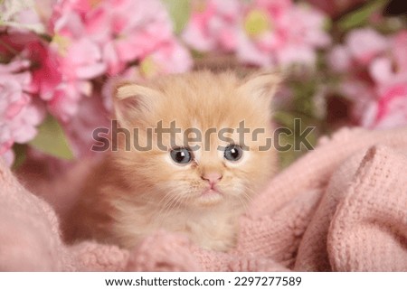 Small and cute cats with roses background