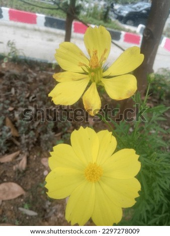 Cosmos flower (Cosmos sulphureus) in city park