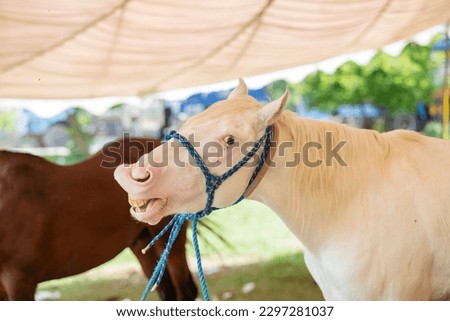 Side profile portrait of one furious wild white horse head, open mouth showing teeth, urban horse 