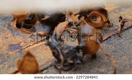 picture of a honey bee hive inside the wood