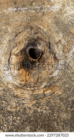 picture of a honey bee hive inside the wood