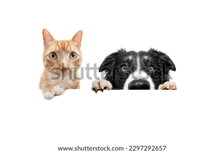 Banner pets. Dog and cat peeking over over and looking at camera. Isolated on white background Royalty-Free Stock Photo #2297292657