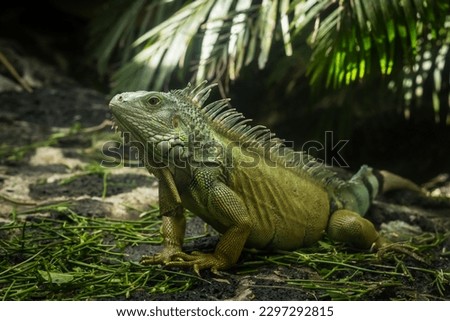 Portrait of green  iguana. Exotic iguana. Mauritius island, Africa Royalty-Free Stock Photo #2297292815