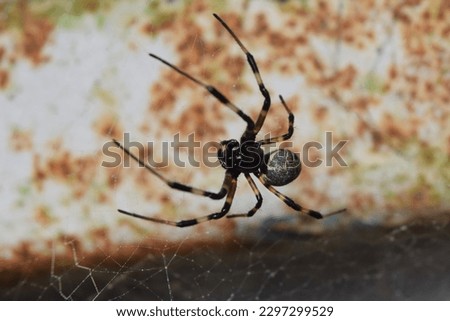 a spider eating a moth, blurred background,Closeup picture of the wasp spider Argiope bruennichi (Araneae: Araneidae),Spider is eating moth on cobweb in nature.selective focus.