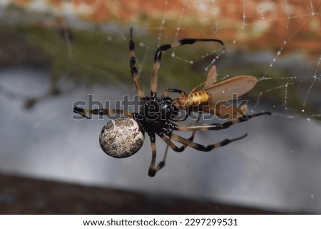 a spider eating a moth, blurred background,Closeup picture of the wasp spider Argiope bruennichi (Araneae: Araneidae),Spider is eating moth on cobweb in nature.selective focus.