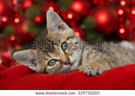 Christmas kitten with red christmas decoration