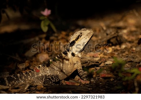 The Picture of Australian Water Dragon Lizard on the ground with bokeh that shows the blurry of the image.