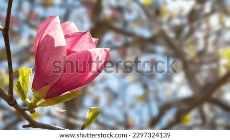 Magnolia bloom. Pink magnolia on branches close up. Magnolia trees in the botanical garden. Selective focus. Natural abstract background