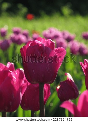 Focus on one pink tulip among many in sunlight