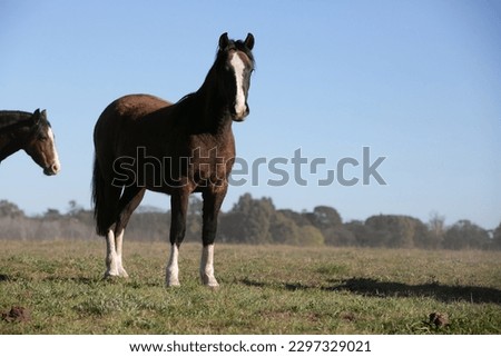 amazing horses of all argentina