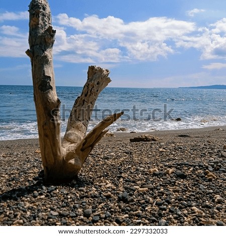 Tree trunk on the beach