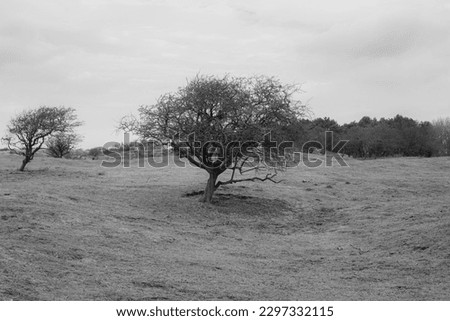 black and white picture of a tree in the field