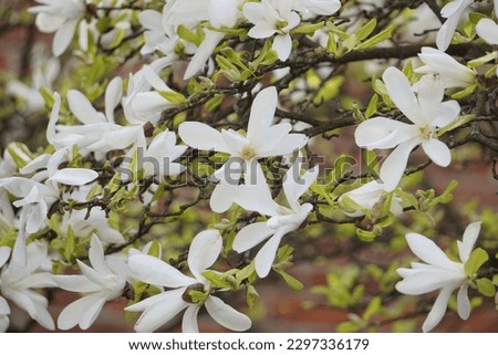 White magnolias bloom in the park
