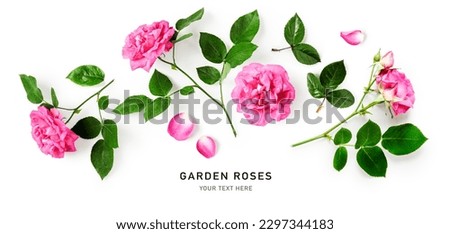 Pink rose flowers and leaves frame and border isolated on white background. Floral design element. Flat lay, top view. Creative layout. Holiday concept
