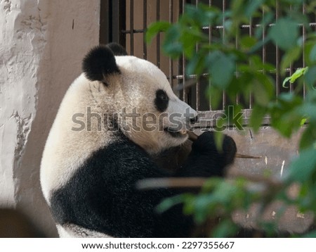 Panda goes on a background of green grass.