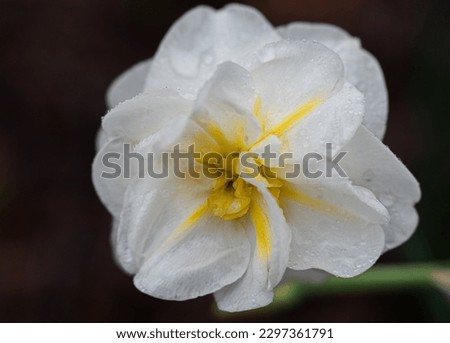 Closeup of white and yellow flower with water droplet in Georgia