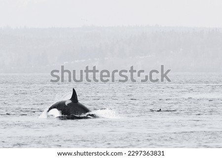 A Killer Whale diving into Puget Sound in Mukilteo, Washington Royalty-Free Stock Photo #2297363831