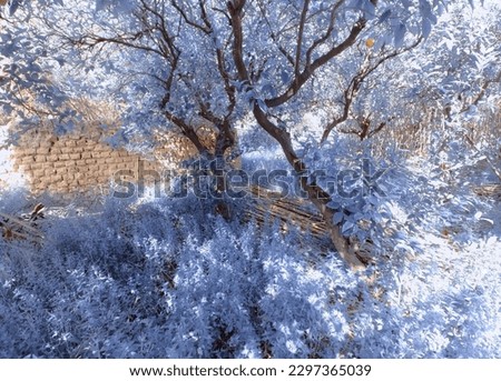 infrared photo of orange trees in a rural house in a village 