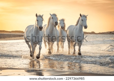 Herd of white horses running through the water. Image taken in Camargue, France. Royalty-Free Stock Photo #2297366985