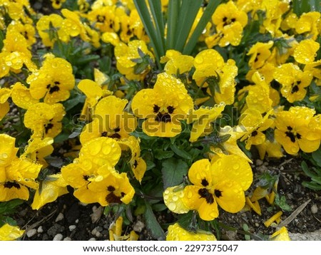 Raindrops On Yellow Pansy Flowers With Green Leaves