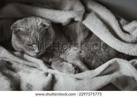 Noble proud purebred  cat lying on a couch. The Scottish Fold Shorthair with blue gray fur, with copyspace for your individual text. Lazy cat lies in a cozy soft plaid