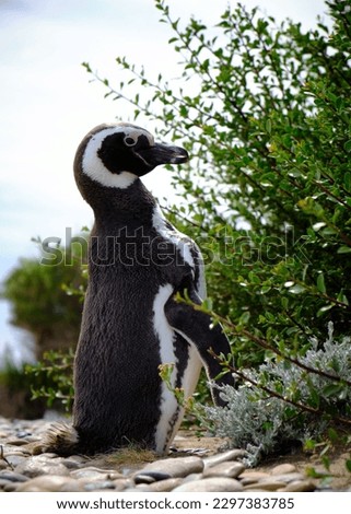 A picture of a Magellanic penguin perched atop a rocky outcrop