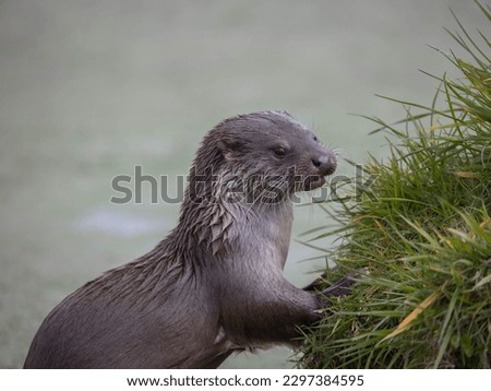 The Eurasian otter (Lutra lutra) near a river