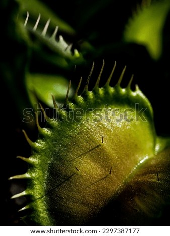 A macro shot of the trigger hairs and cilia of an open Venus flytrap plant