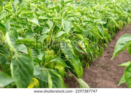 Green organic peppers growing in the garden