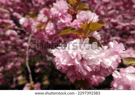 the pink cherry blossom scene in Gyeongju
