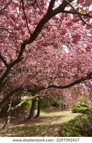 the pink cherry blossom scene in Gyeongju