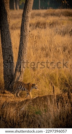 Landscape of a Tiger and its natural habitat in India. 