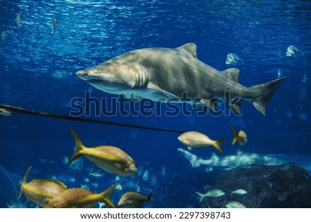 A sand tiger shark (Carcharias taurus) in Ripley's Aquarium of Canada Royalty-Free Stock Photo #2297398743