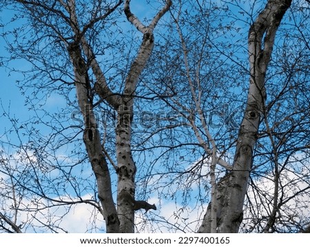 Bare tree branches against a blue sky. Spring time. Nature background.