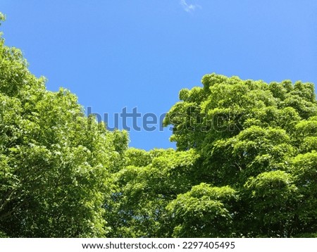 Tree canopies in summer with brilliant blue sky Royalty-Free Stock Photo #2297405495